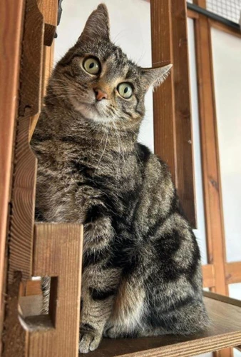 KIT KAT
