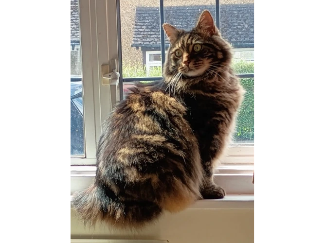 Oscar