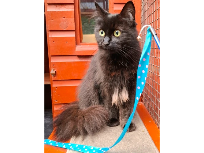 Lyra