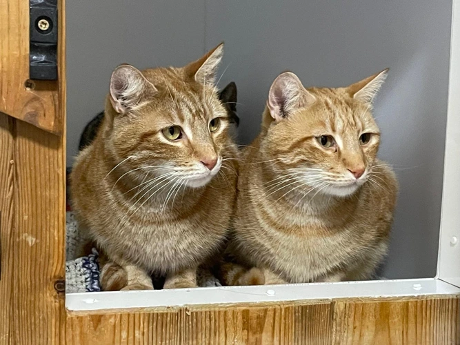 Riley and Harley