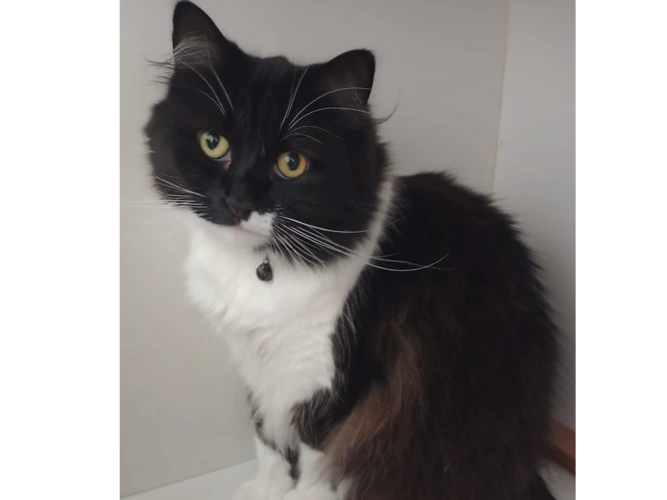 Tilly (and her sister Cassie)