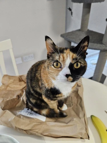 Nutmeg