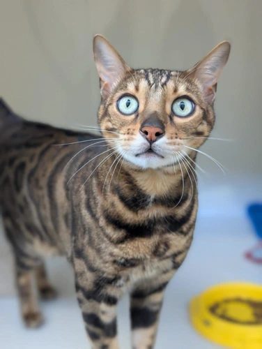 Merlin