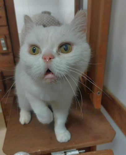 Whitey