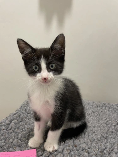 Hyde 8wk male