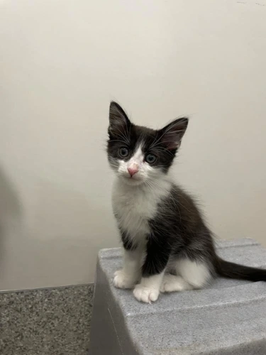 Regent 8wk male