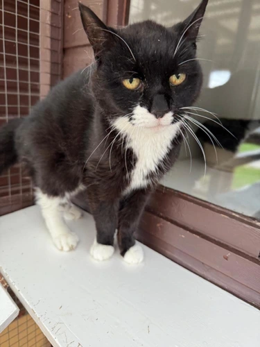 Mitzi