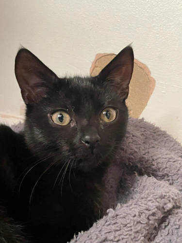 Nyx