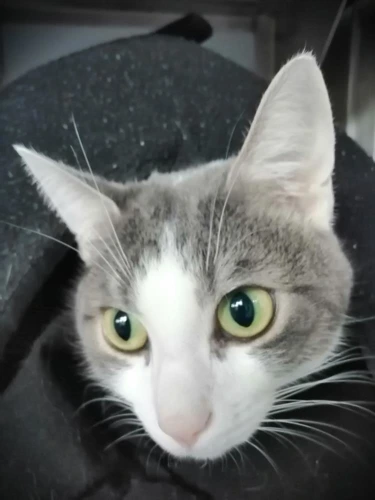 Obi