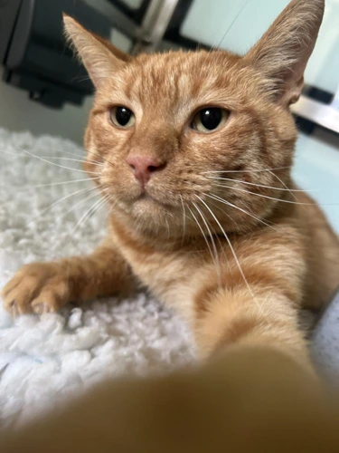 Cheddar