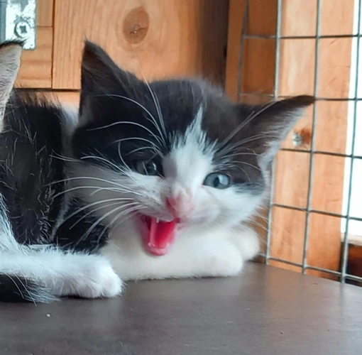 Splodge