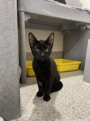 Jeff 9 mo male
