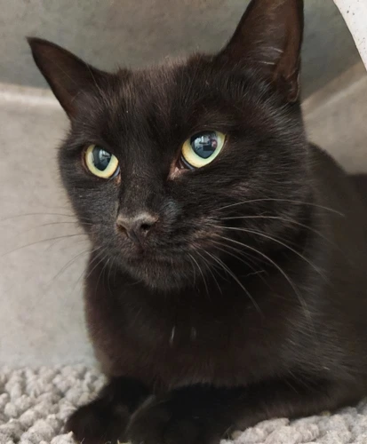 Annabelle 1year old female