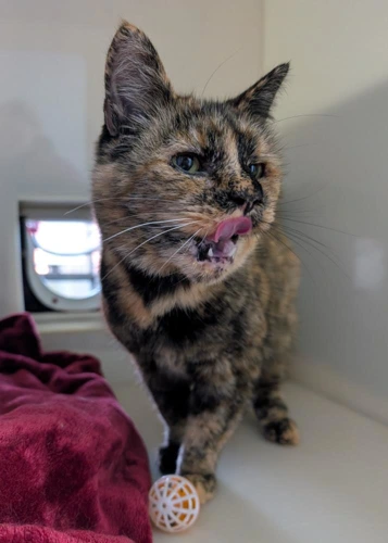 Puss
