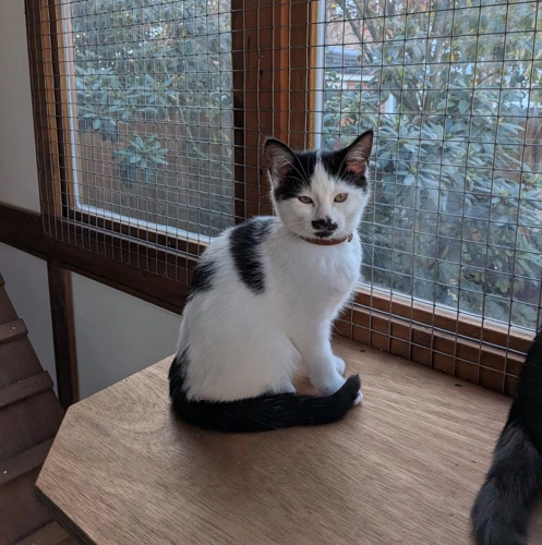 Sammy