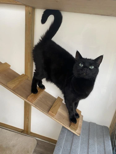 Mog