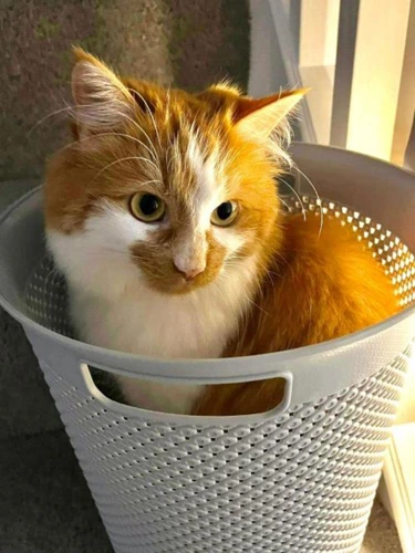 SIMBA