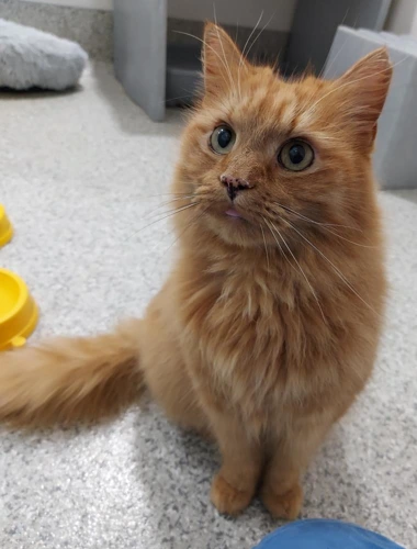 Hercules 9 years old