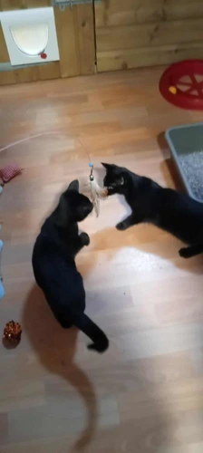 1 male kitten 16 weeks