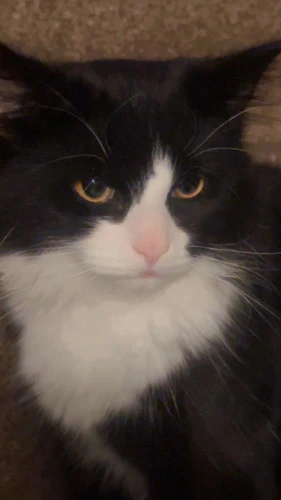 H2H Lucas 9month old male