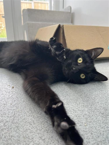 Kit