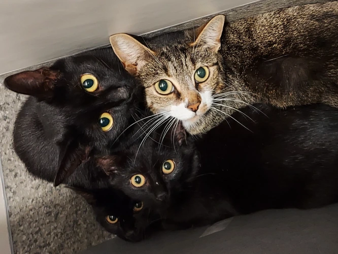 Skedaddle & Rivet - OUTDOOR HOME