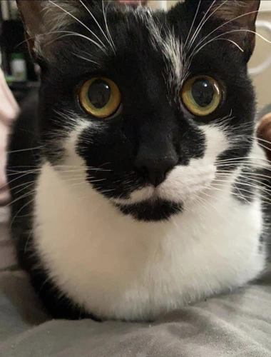 Penny