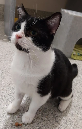 Monty Sinclair 3y male