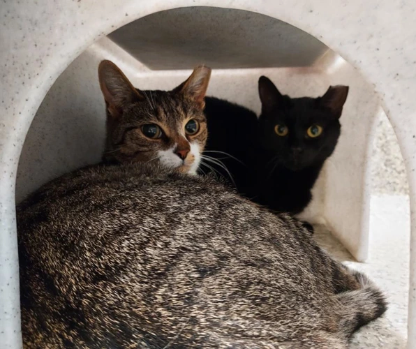 OUTDOOR CATS  Rivet and Skedaddle