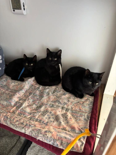 Oak 3  orange collar