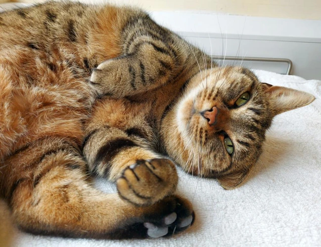 Roxie 9 Year Old Female