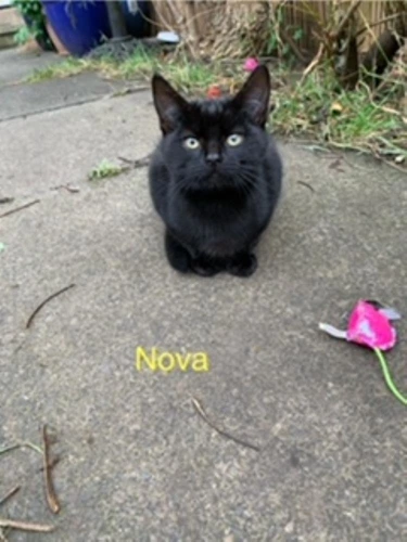 Moonbeam and Little Star