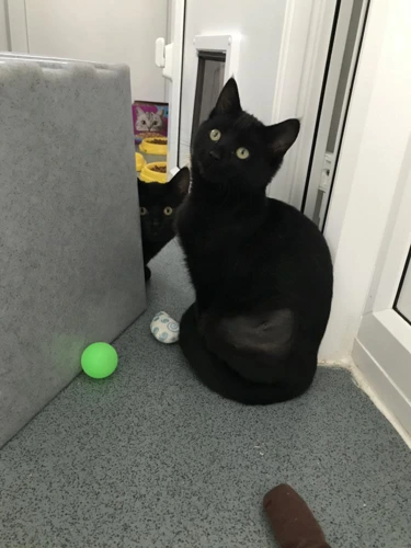 Little Star and Moonbeam