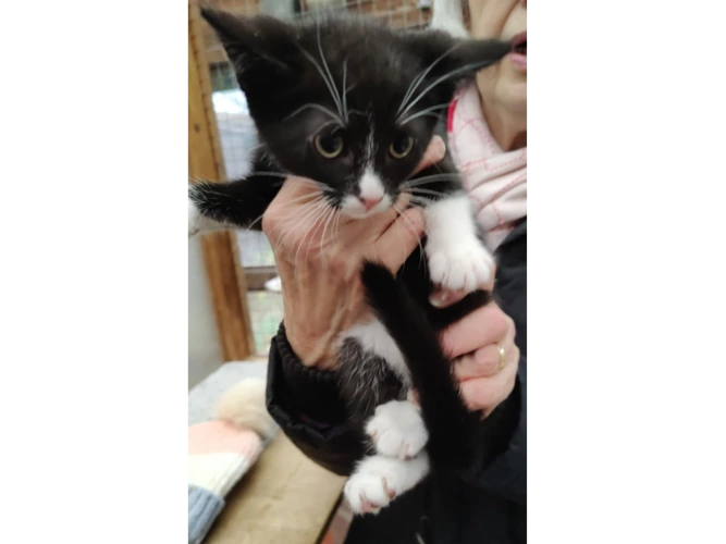 Marty, Matilda, Mabel &  Millie