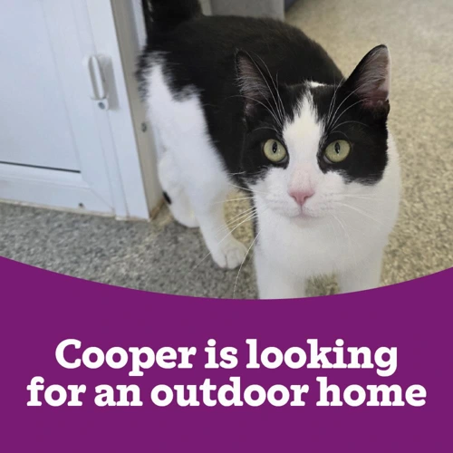 Cooper OC