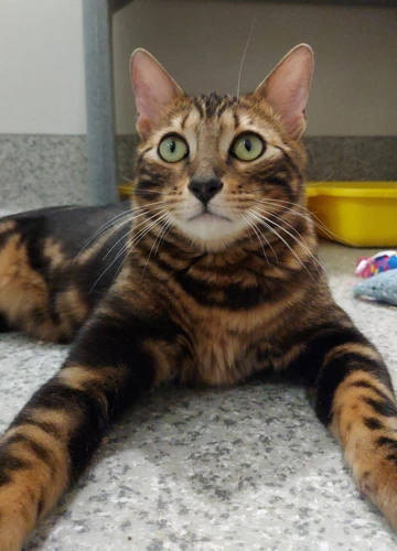 Horace 10 month old male