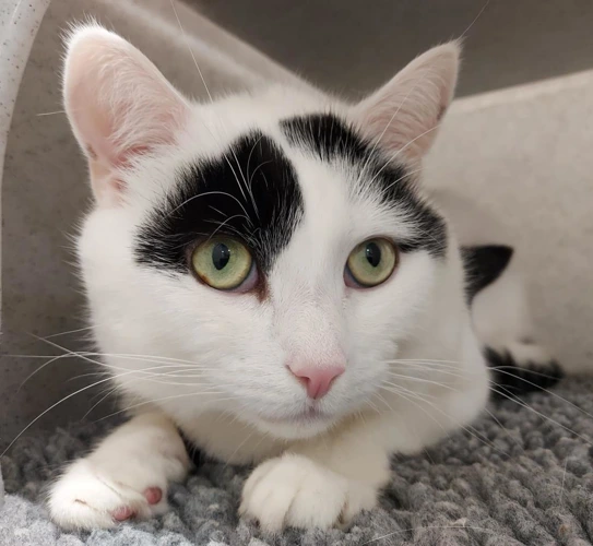 Galaxy 7 year old male