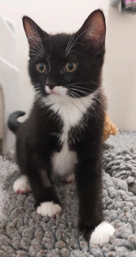 Jasper 3 month old male