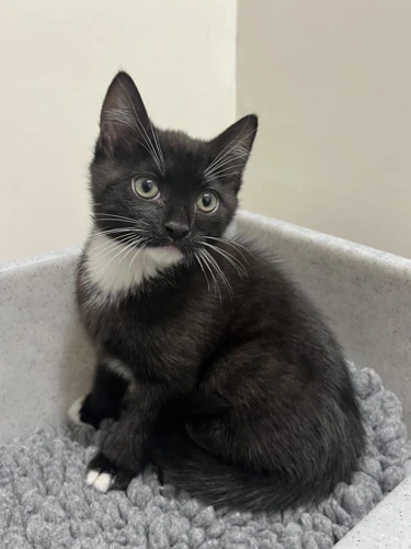 Jackson 3 month old male