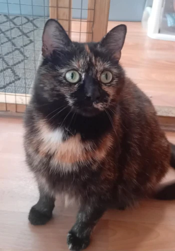 Elsa