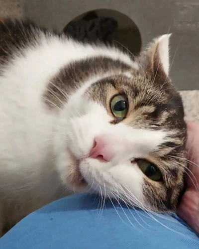 Reggie 7 year old Male