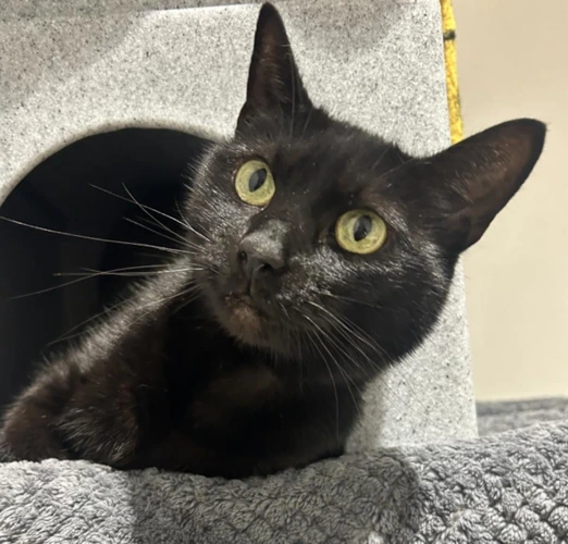 Loki