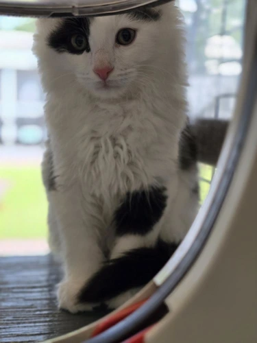 Basil