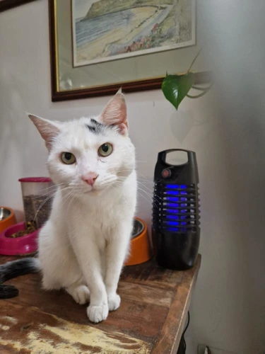Archie