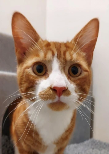 Zappa 8 Month Old Male