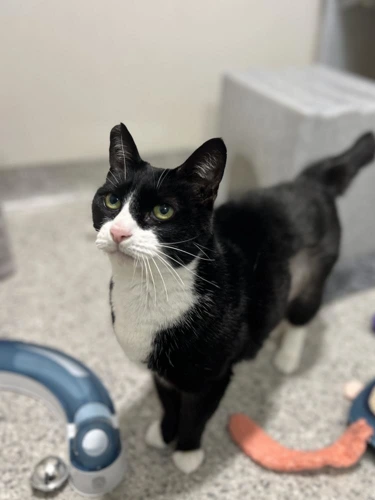 Miss Sheba Stump Tail