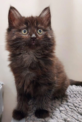 Stratus 2 month old female