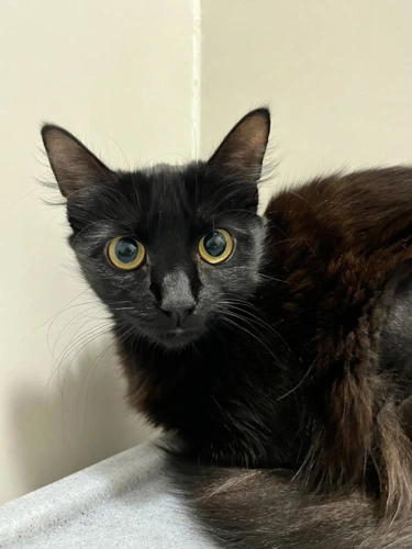 Kaili 9 Month Old Female