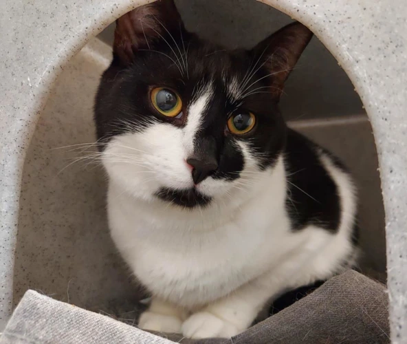 Bandit 1 Year Old Male