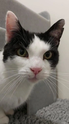 Pixie 11 Year Old Female